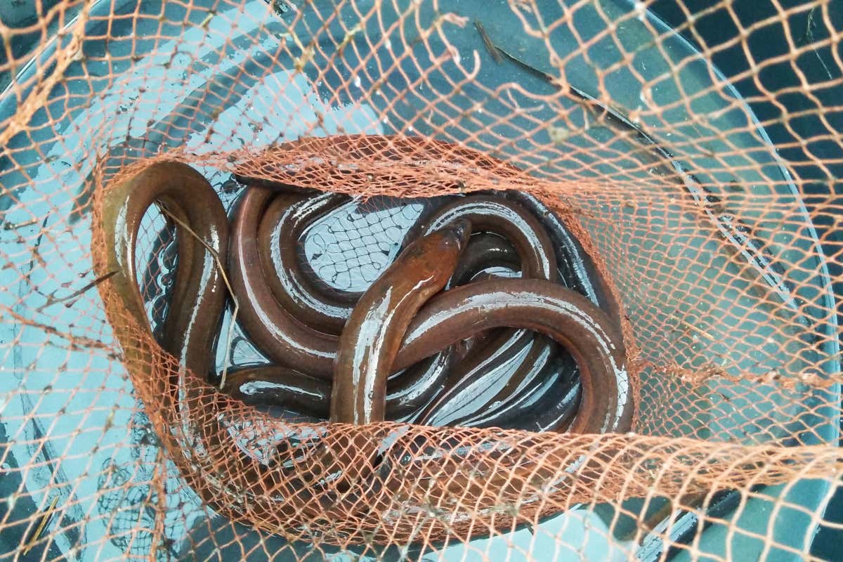 Pesca sostenibile, anche i cuochi di Relais & Châteaux in prima linea