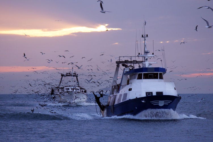 Si torna a pescare nel mar Adriatico 
dopo più di un mese di fermo biologico