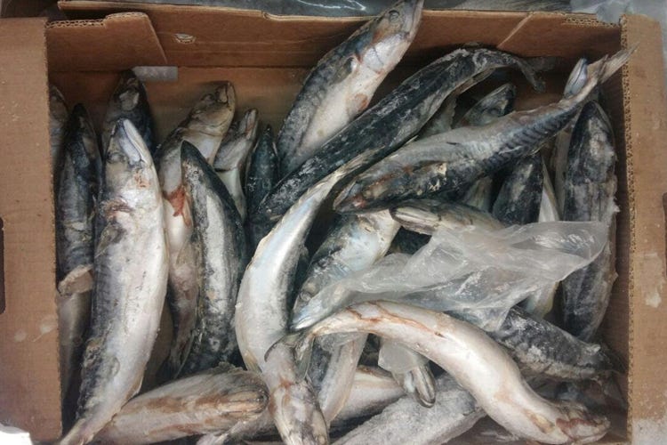 Un sequestro di pesce (Pesce crudo senza etichettaSequestri in mezza Italia)