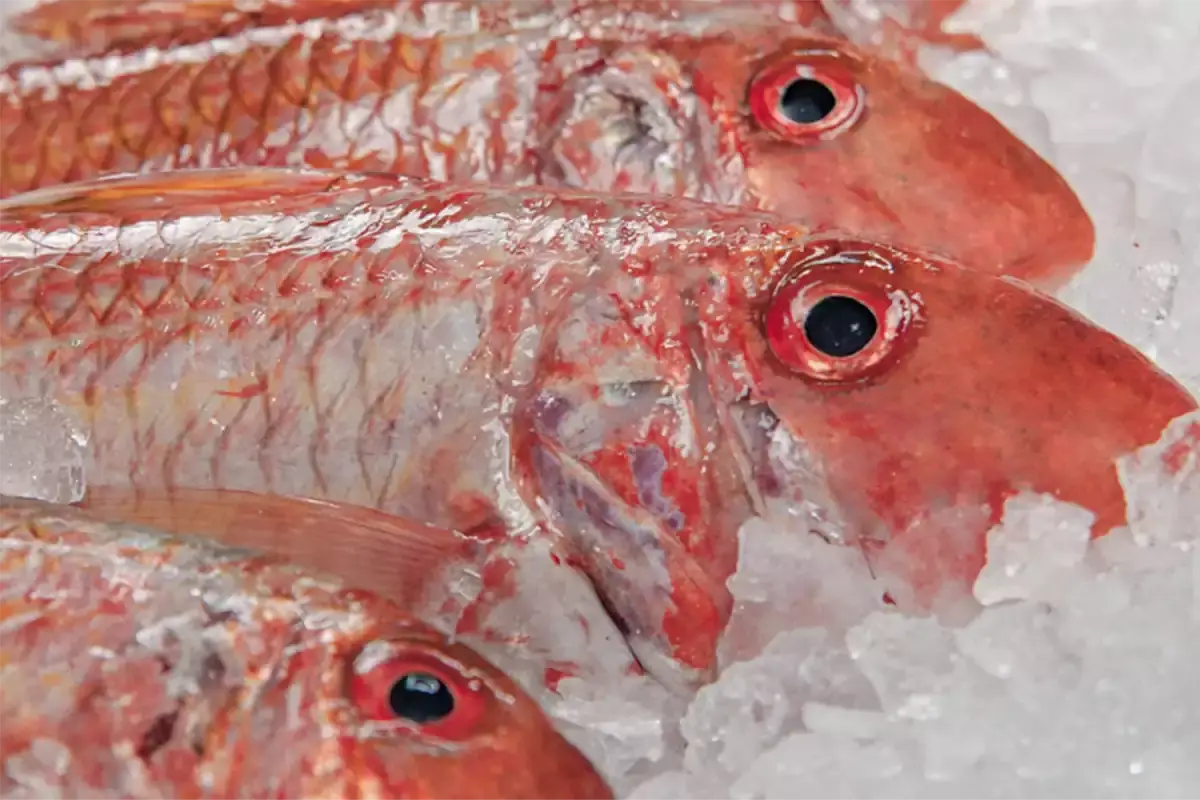 Pesce fresco nella zona pescheria Pescatorum ti fa gustare il mare