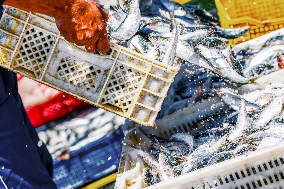 Sempre più attenzione alla pesca sostenibile Piatti della tradizione e “specialità della casa”: il pesce al ristorante secondo gli italiani