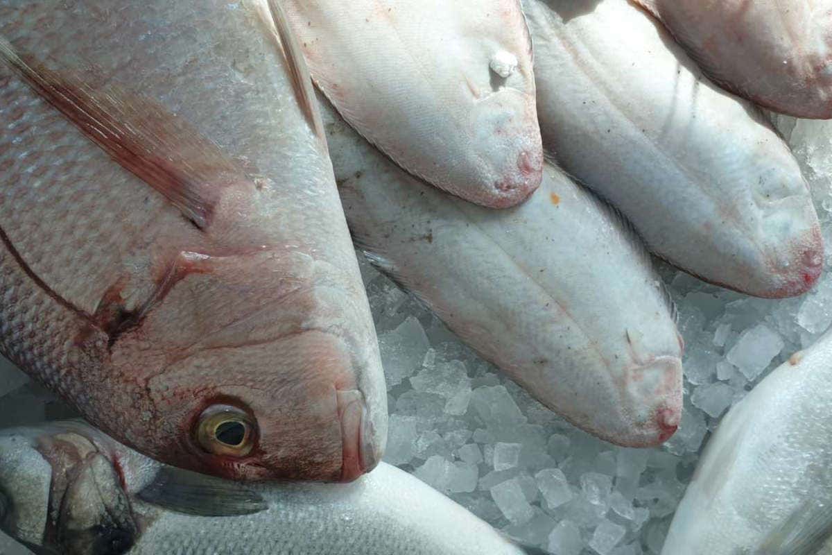 la sicurezza alimentare per il pesce di JesolPesca Cattel Spa, a JesolPesca la cerificazione FSSC 22000