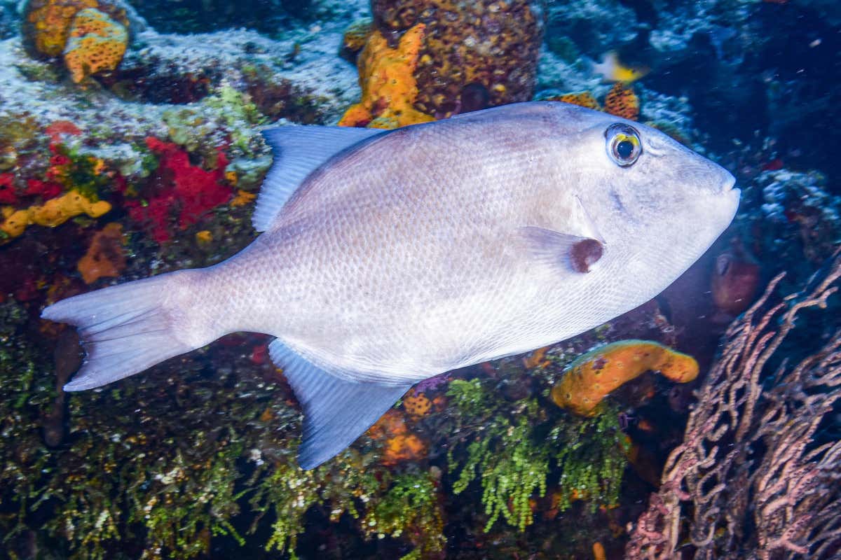 Una cena in Sicilia per riscoprire il valore dei pesci “dimenticati” Una cena in Sicilia per riscoprire il valore dei pesci “dimenticati”
