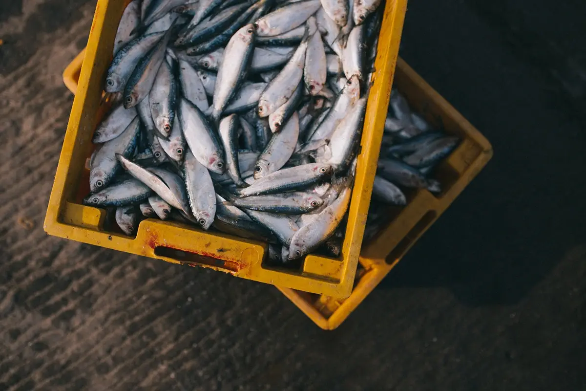 Tradizione rivisitata A Roma torna la tradizione del Cott&igrave;o di Natale con Pesce in piazza