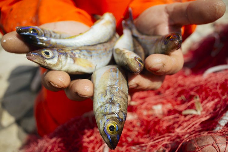 Il pesce Zerro. Foto: Christian Mantuano Il cibo del futuro? Per il Wwf è il pesce Zerro