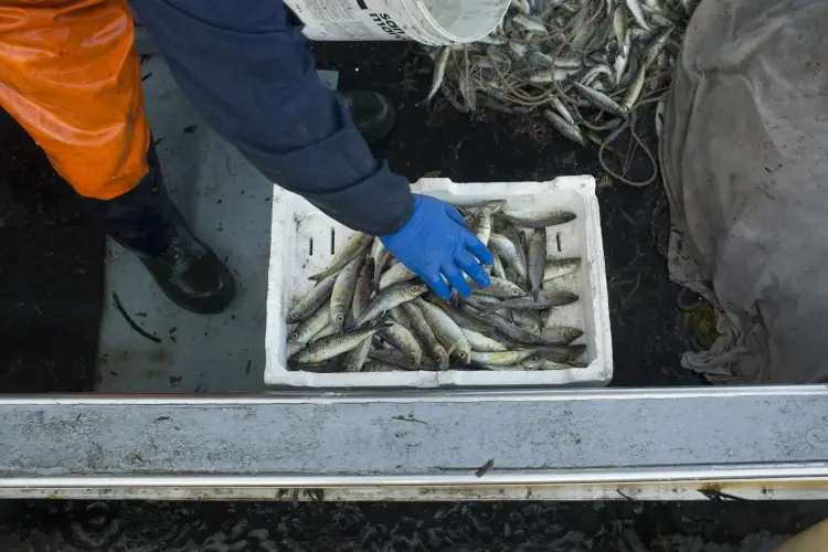Un tempo pesce dei poveri, oggi andrebbe ribattezzato cibo per furbi. Foto: Christian Mantuano Il cibo del futuro? Per il Wwf &egrave; il pesce Zerro