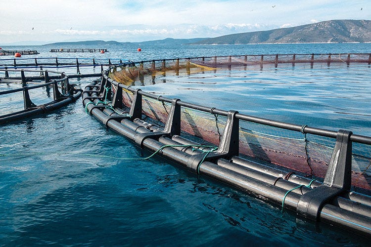 L’acquacoltura italiana è in fase di crescita dei consumi Nuove frontiere per l'acquacoltura e le opportunità per la ristorazione