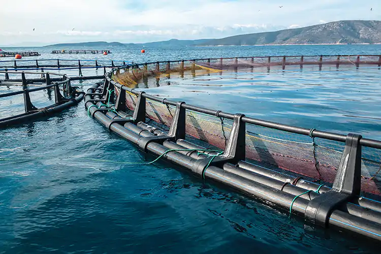 L&rsquo;acquacoltura italiana &egrave; in fase di crescita dei consumi Nuove frontiere per l'acquacoltura e le opportunit&agrave; per la ristorazione