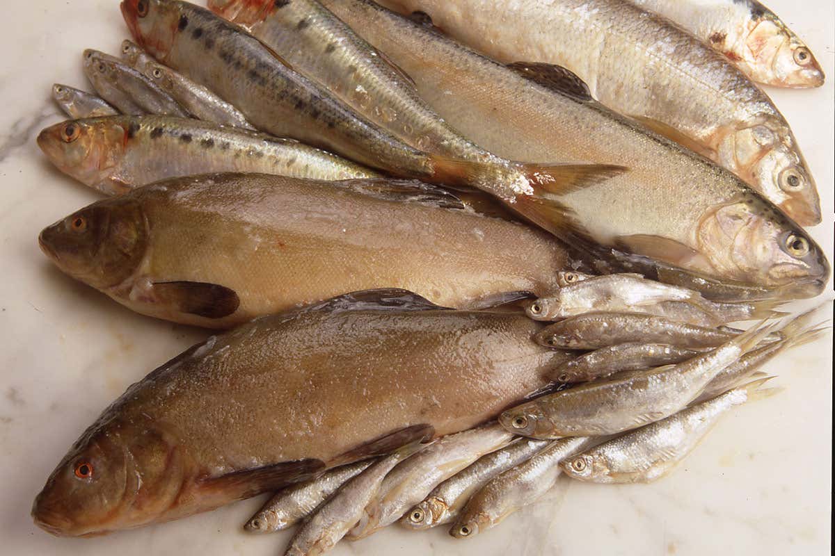 Pesci d’acqua dolce Pesci d’acqua dolce, prelibatezze da servire in tavola Pesci d’acqua dolce Pesci d’acqua dolce, prelibatezze da servire in tavola