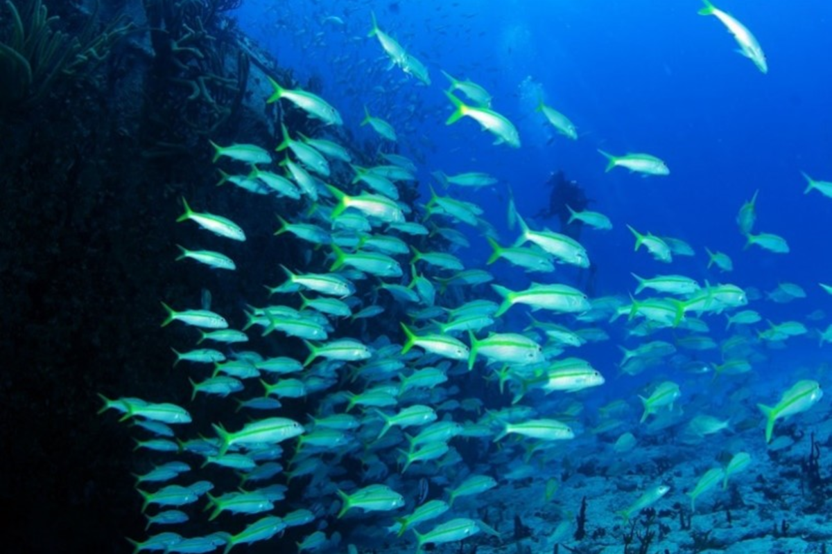 Alcuni pesci delle Isole Vergini britanniche Le Isole Vergini britanniche un meraviglioso mondo marino da scoprire