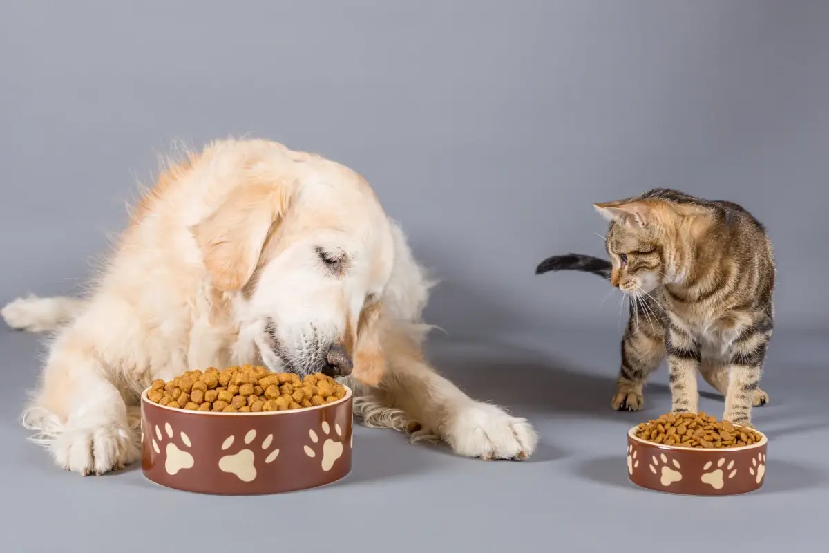 &Egrave; boom di vendite di cibo&hellip; per gli animali domestici