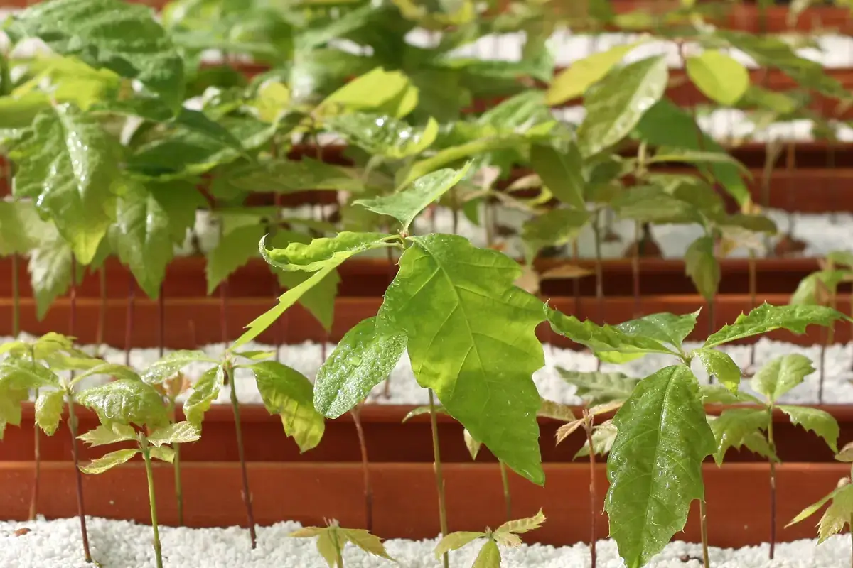 La tartuficultura &egrave; sicuramente il futuro del tartufo.