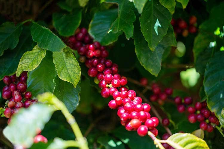 Le piante di caff&egrave; coltivate a Palermo Caff&egrave; Morettino presenta il raccolto Made in Palermo: aromi isolani e naturale dolcezza