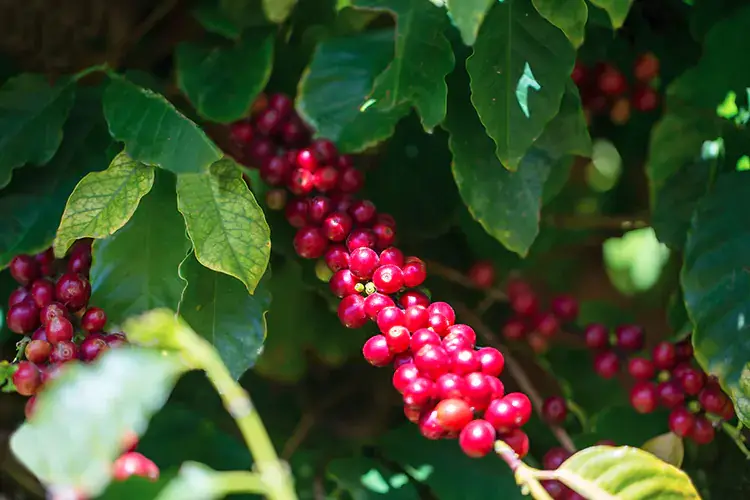Le piante di caff&egrave; coltivate a Palermo Caff&egrave; Morettino presenta il raccolto Made in Palermo: aromi isolani e naturale dolcezza