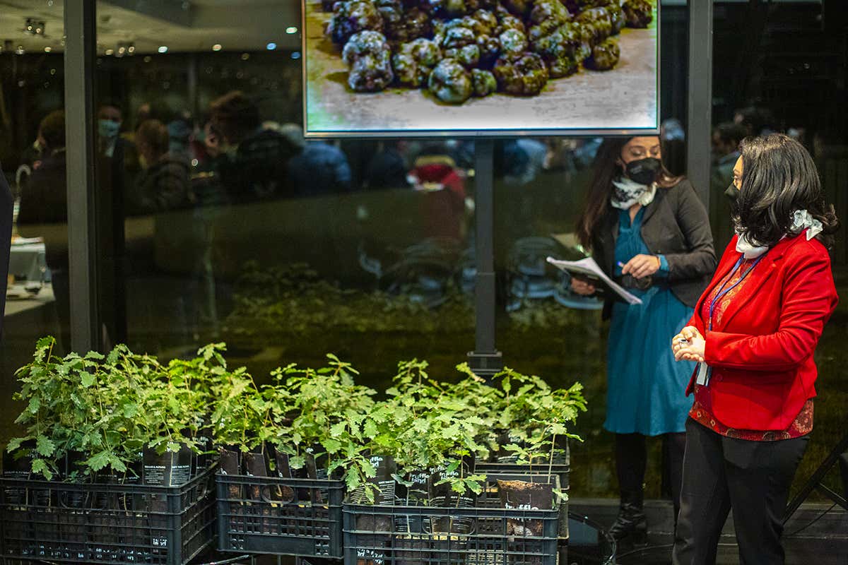 Piantine da tartufo Urbani crea la prima filiera del tartufo