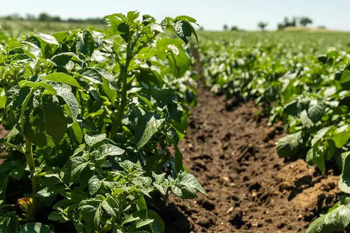 Le piantine. Per la semina&nbsp; si procede da met&agrave; febbraio al 15 maggio Patata dell'Alto Viterbese Igp Saporito interprete del territorio
