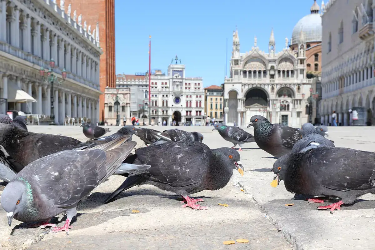 Venezia: ai turisti pistole acqua contro gabbiani predatori Pranzo in terrazza a Venezia? Gli albergatori offrono pistole d&rsquo;acqua contro i gabbiani