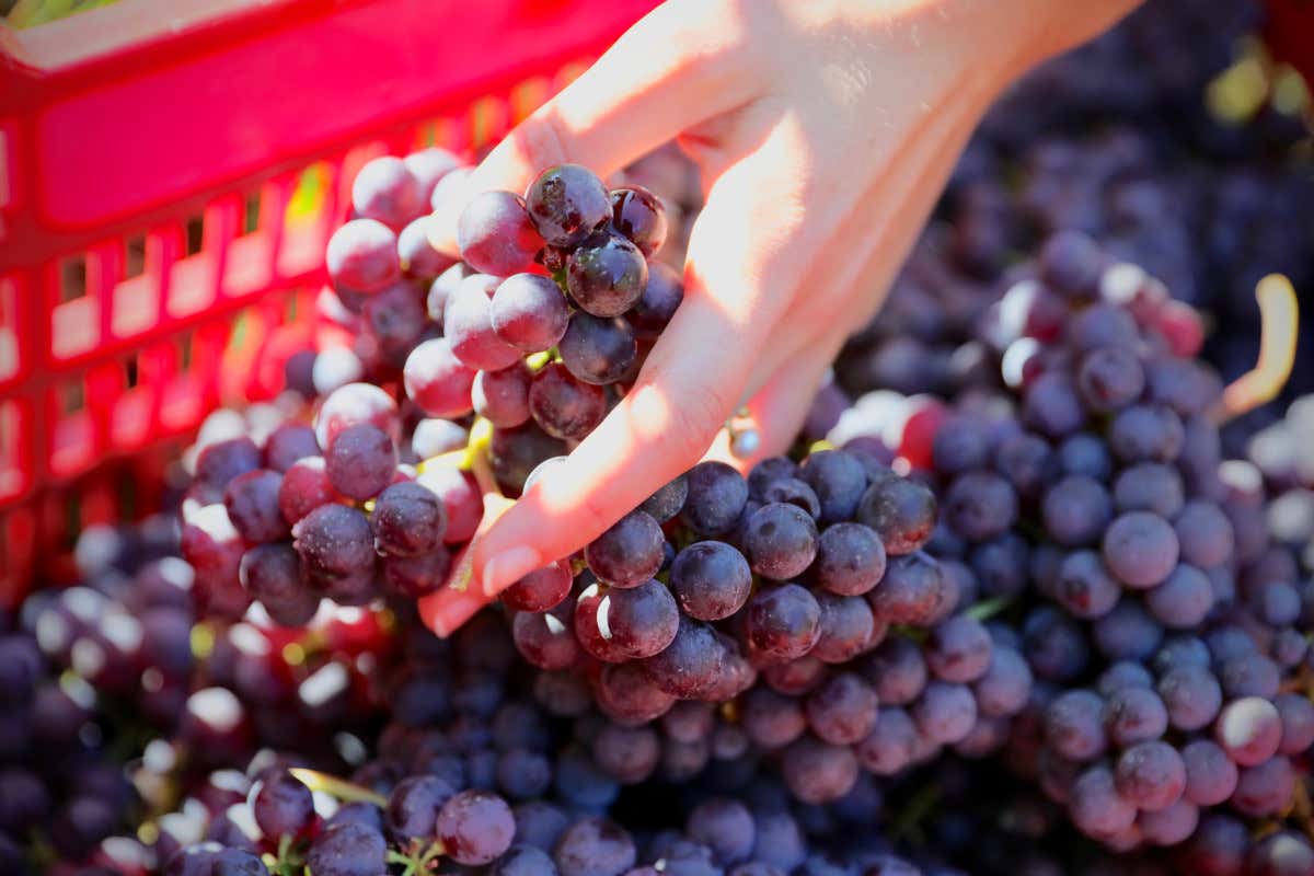 Tra vino e terra: da Parusso Armando i “gioielli” delle Langhe
