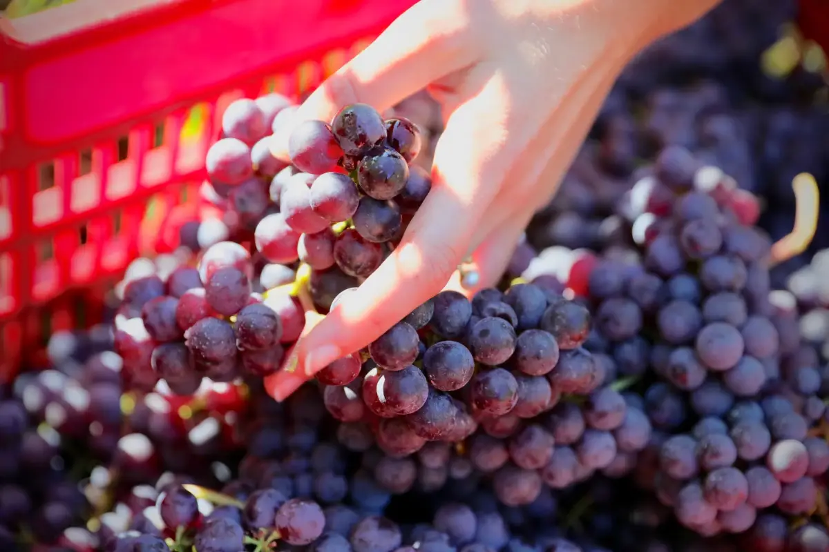 Tra vino e terra: da Parusso Armando i &ldquo;gioielli&rdquo; delle Langhe