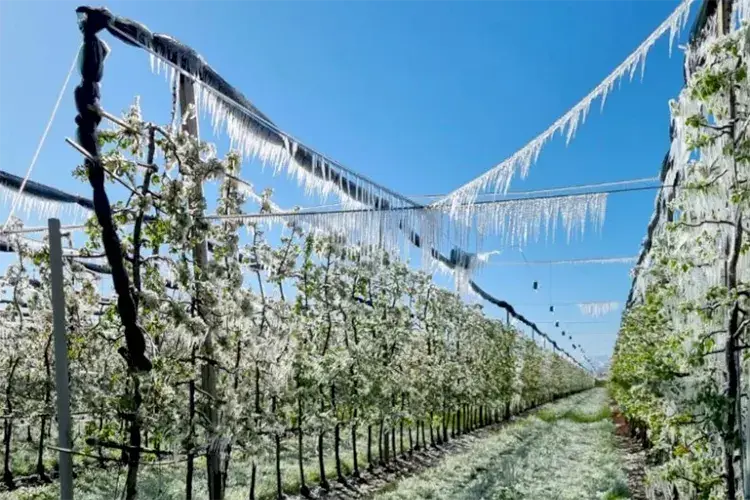 Gelate in Piemonte Gelate improvvise nei vigneti Toscana, Veneto e Piemonte ko
