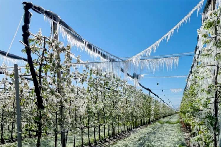 Gelate in Piemonte Gelate improvvise nei vigneti Toscana, Veneto e Piemonte ko