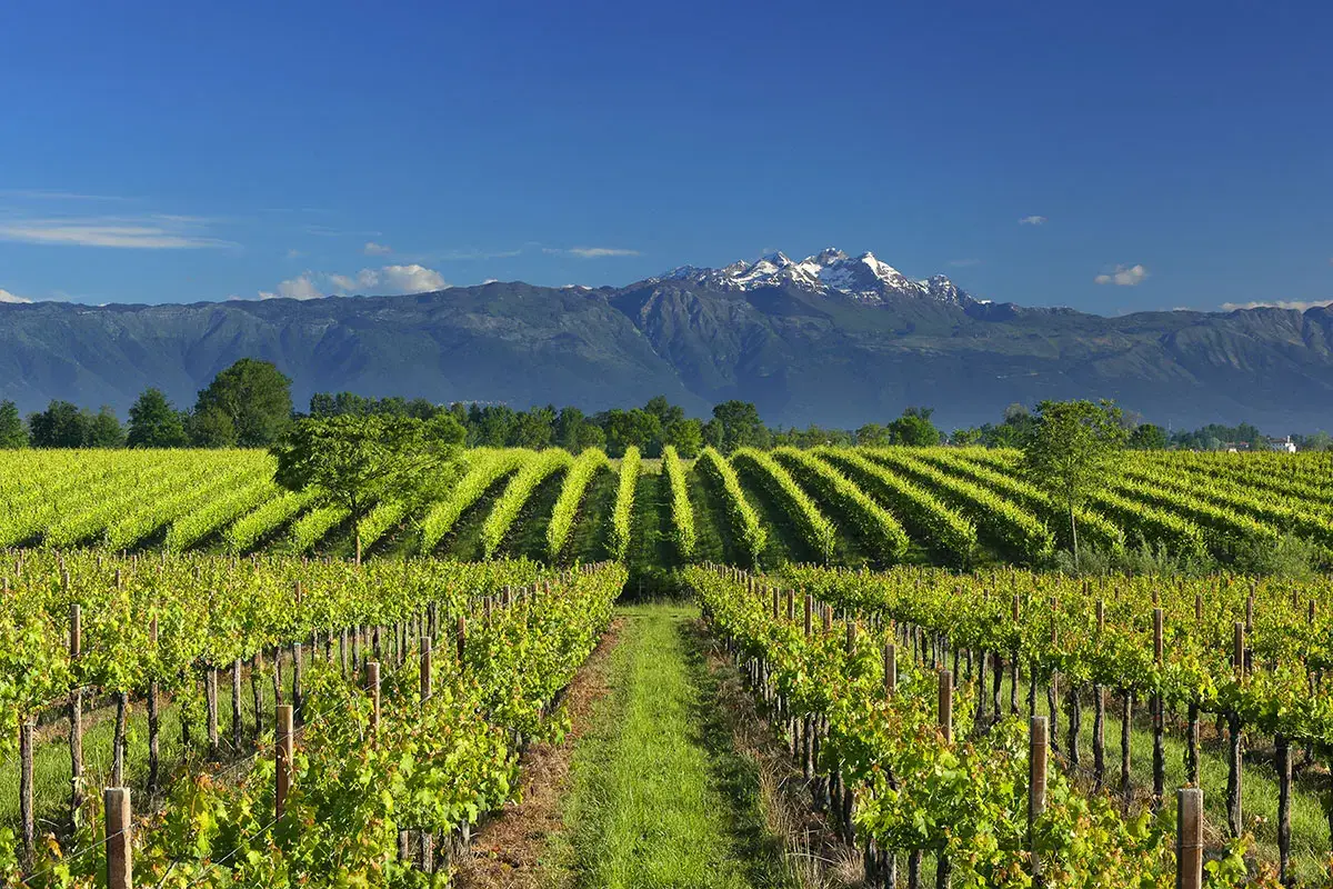 Piera 1899, vigneti nelle Grave del Friuli Piera 1899, dentro un vino l&rsquo;anima delle persone