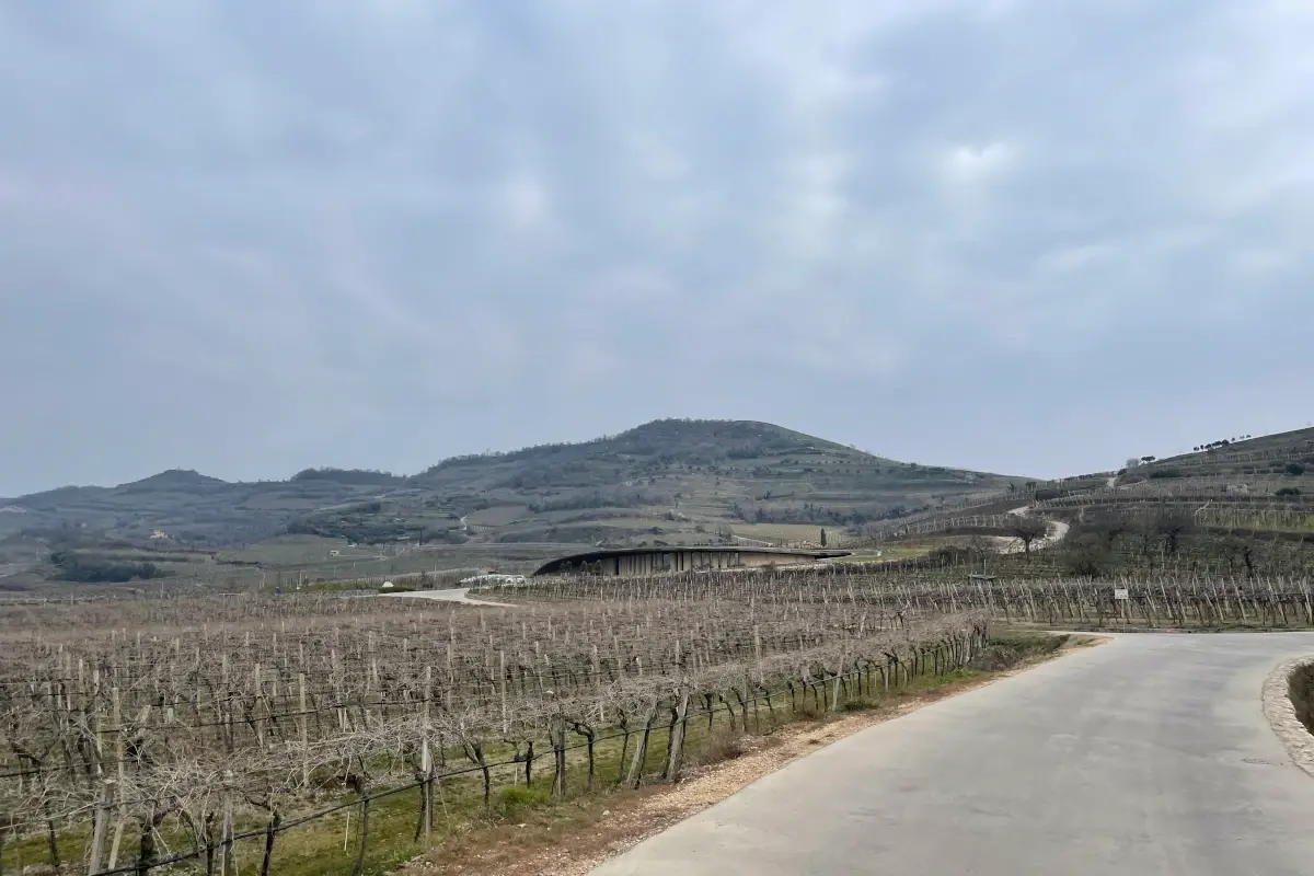 Le colline intorno alla cantina&nbsp; Nella nuova cantina Pieropan si incontrano storia e innovazione