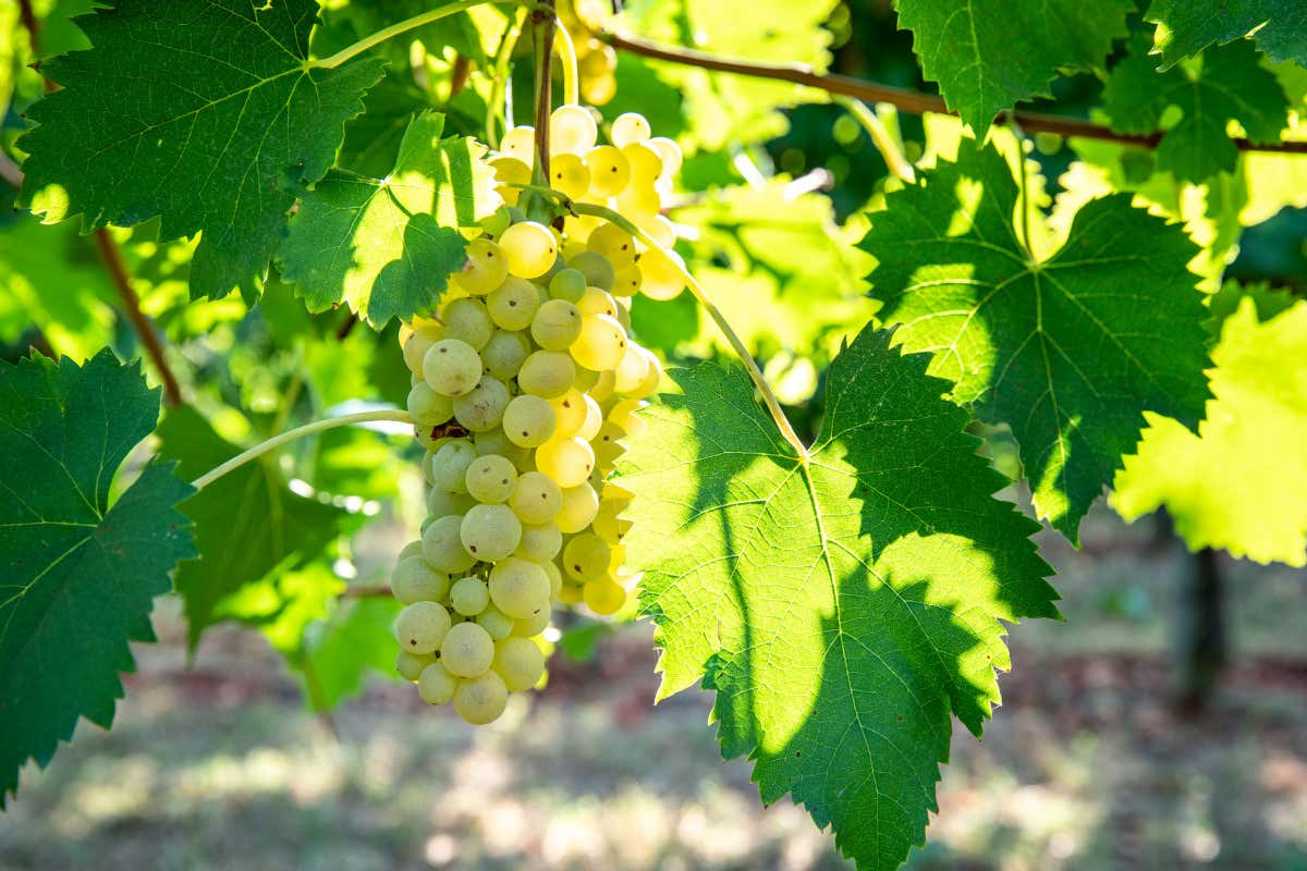 L'uva Pignoletto