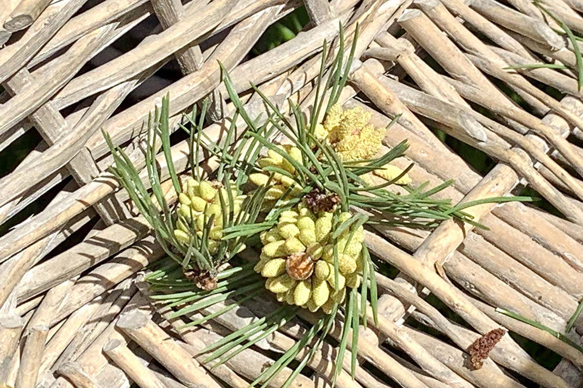 La cucina con le erbe spontanee di Paolo Griffa e Alessandro Gilmozzi