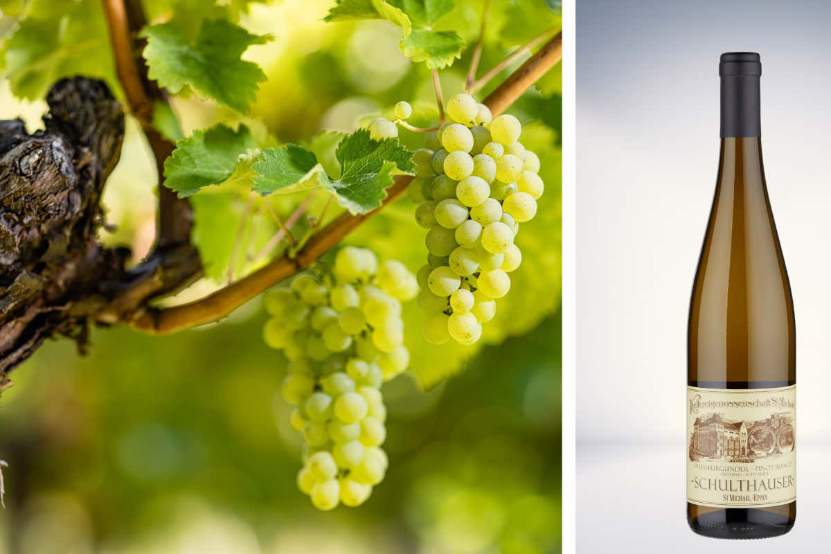 Cantina San Michele Appiano: cinque vitigni per un'eccellenza altoatesina