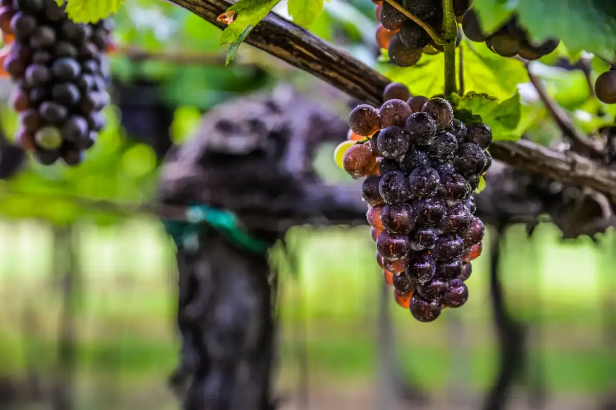 Pinot Grigio Doc delle Venezie, la siccit&agrave; non ha compromesso i buoni risultati della vendemmia