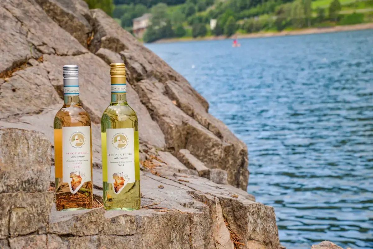Pinot Grigio Doc delle Venezie, la siccit&agrave; non ha compromesso i buoni risultati della vendemmia