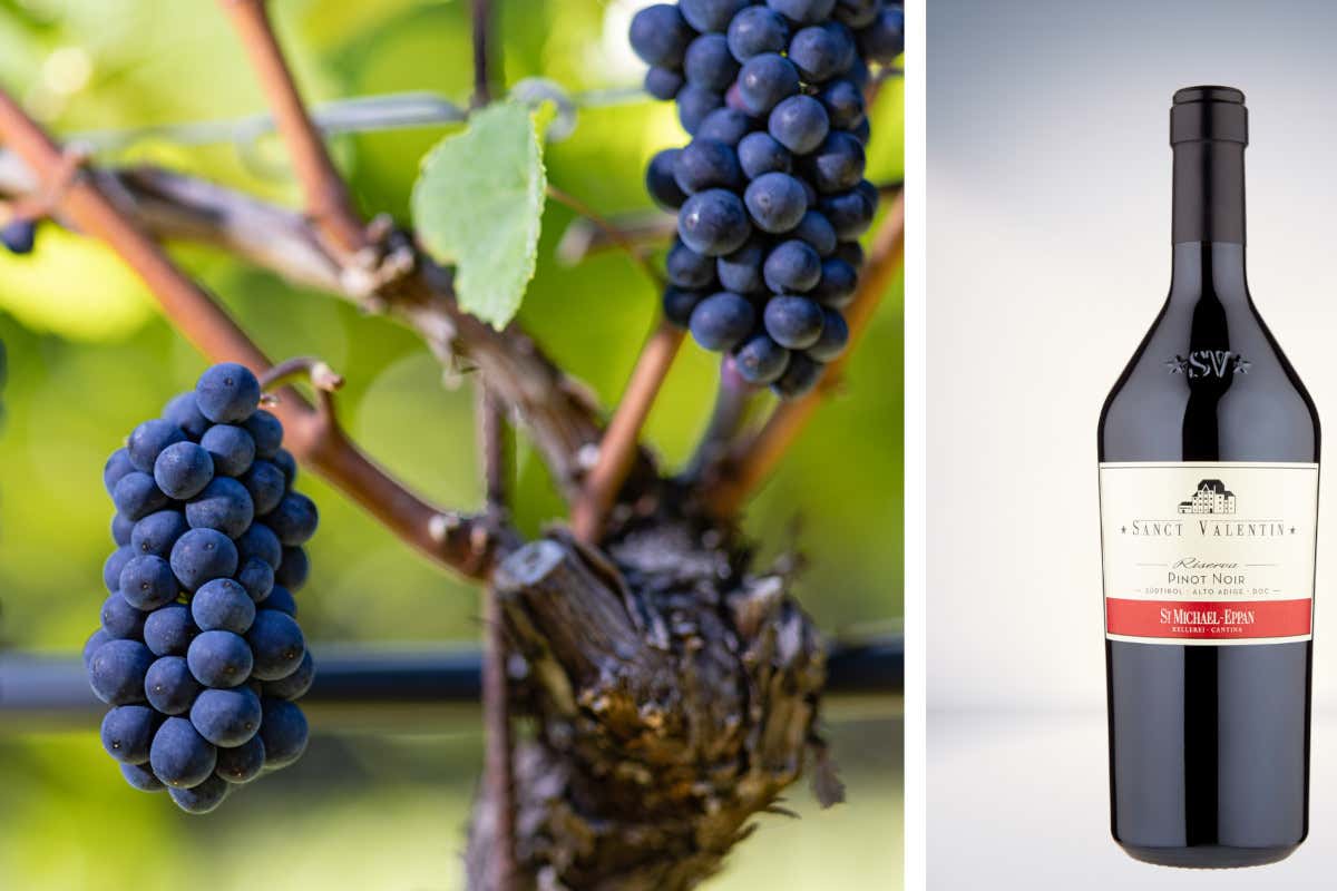 Cantina San Michele Appiano: cinque vitigni per un'eccellenza altoatesina