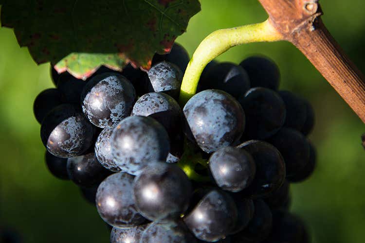 (Pinot nero TWC La sfida di Hans Terzer) (Pinot nero TWC La sfida di Hans Terzer)