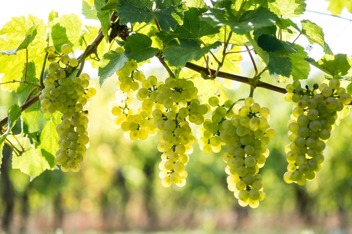 Pinot Bianco, eccellenza dell’Alto Adige  Parte dall'Alto Adige il