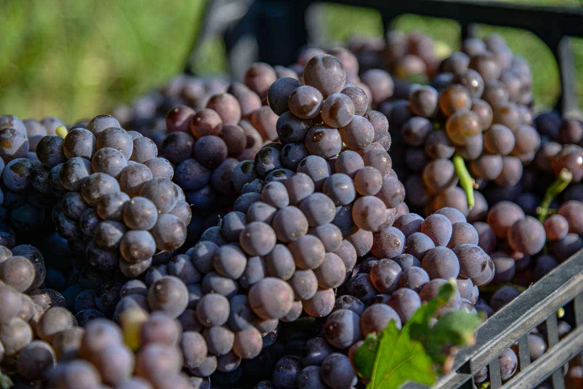 Pinot Grigio delle Venezie imbottigliato in crescita del 10% e giacenze in calo