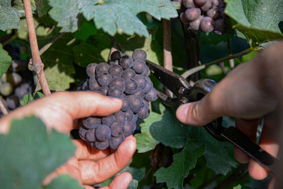 La raccolta dei grappoli di Pinot grigio (foto Enrico Brunelli) Pinot Grigio delle Venezie imbottigliato in crescita del 10% e giacenze in calo