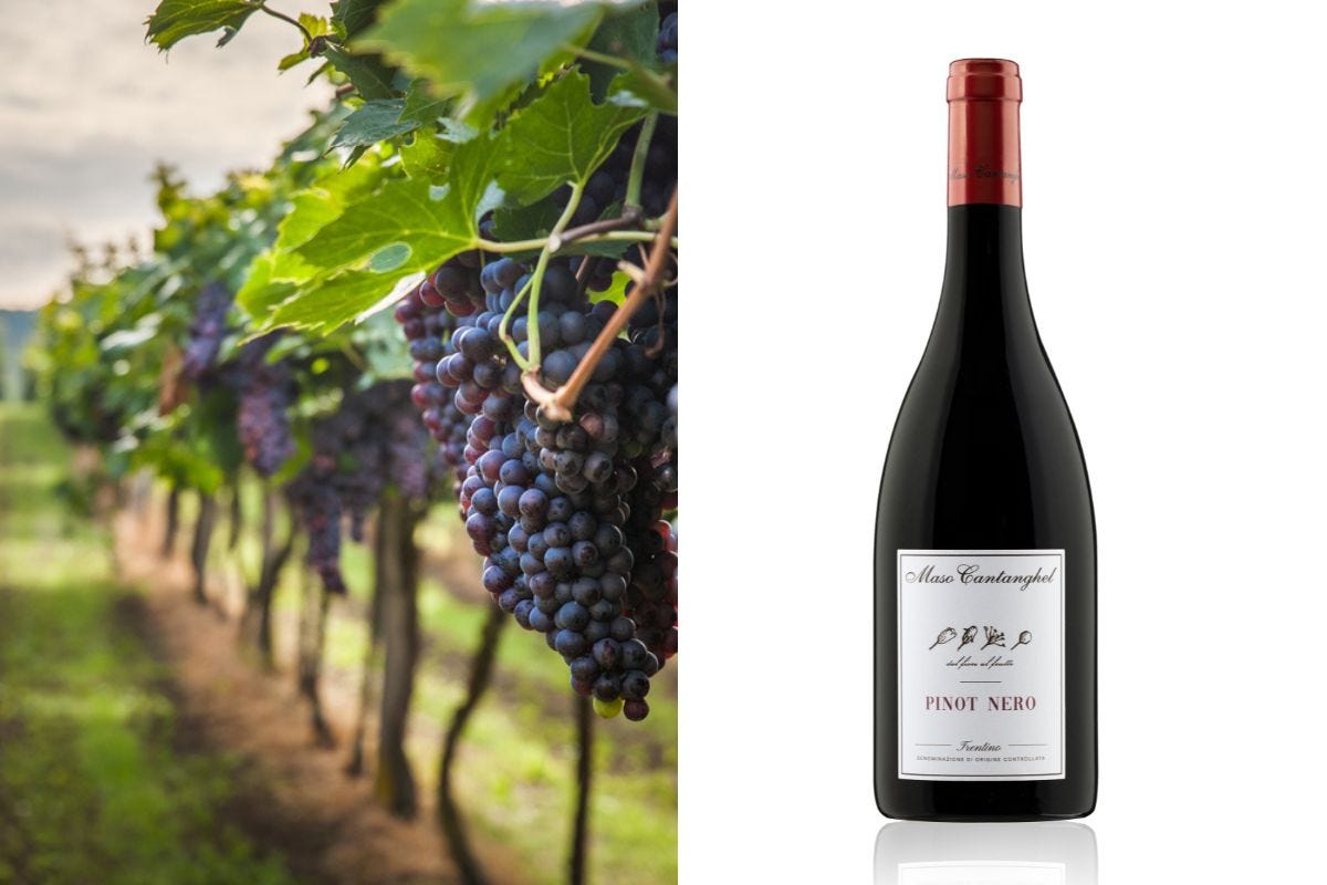Pinot Noir Day: Pellegrini Spa racconta il nuovo vino di Maso Cantanghel 