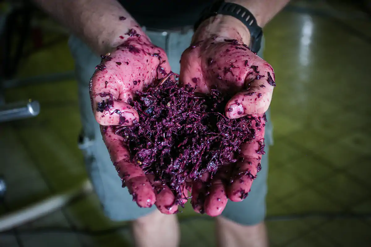 La Piquette tecnicamente non &egrave; vino In America pazzi per la Piquette Il ''non vino'' a prezzi stellari
