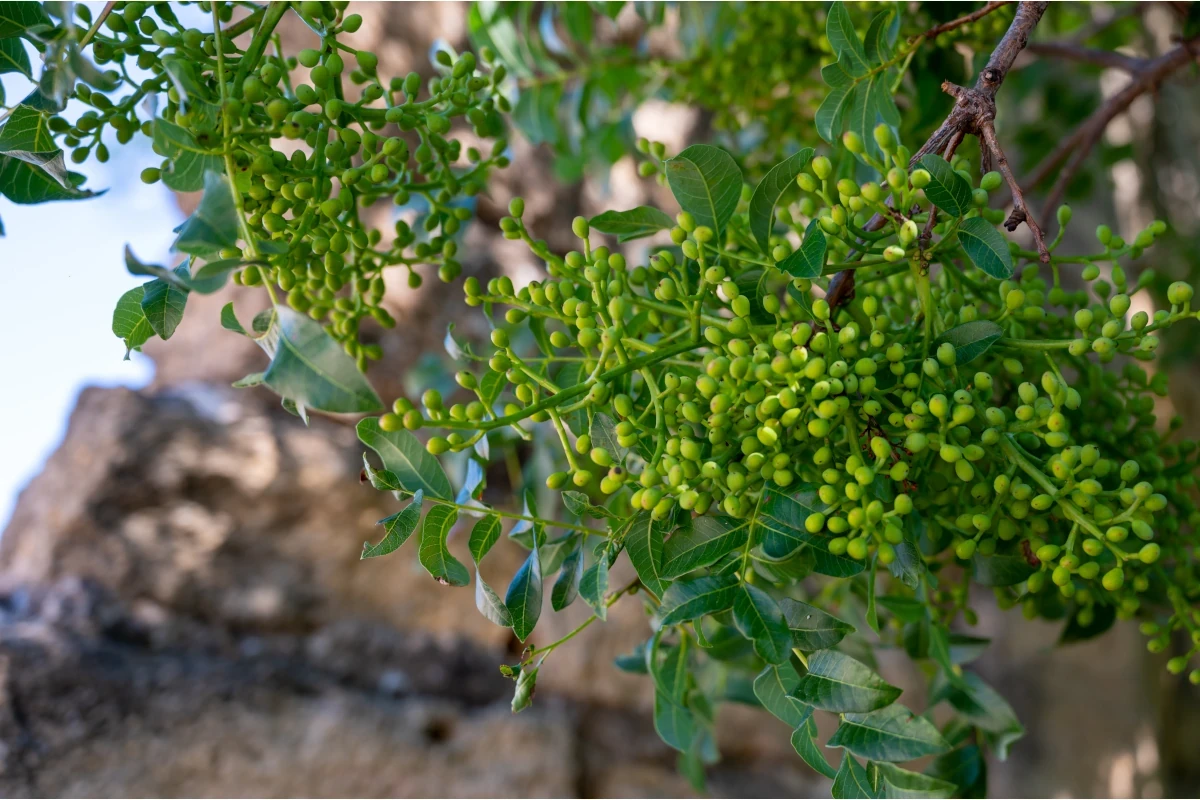 Pianta di pistacchio a Bronte Pistacchio: l’“oro verde” dal Medio Oriente ha conquistato l'Italia
