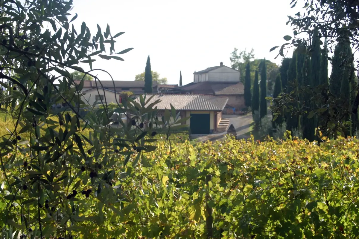 Poderi Boscarelli&nbsp; Poderi Boscarelli, vino nobile del Montepulciano