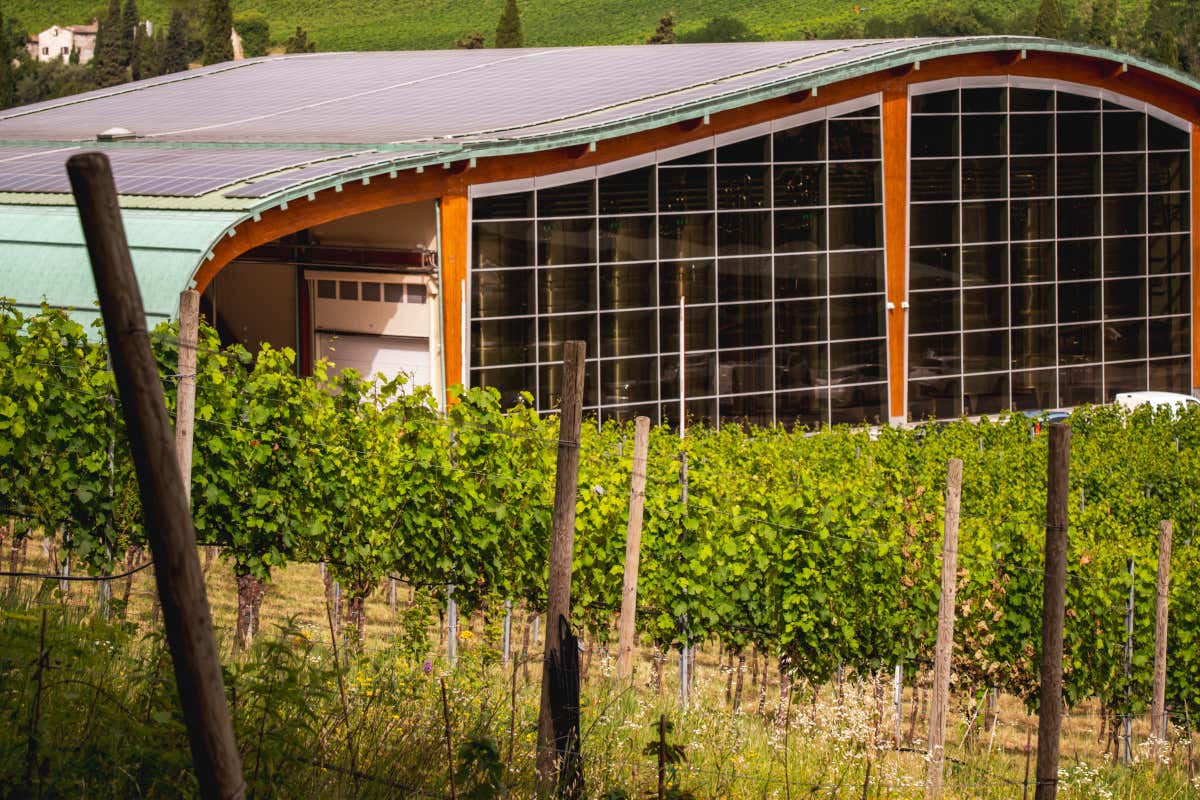 Le vigne e la cantina di Poderi dal Nespoli