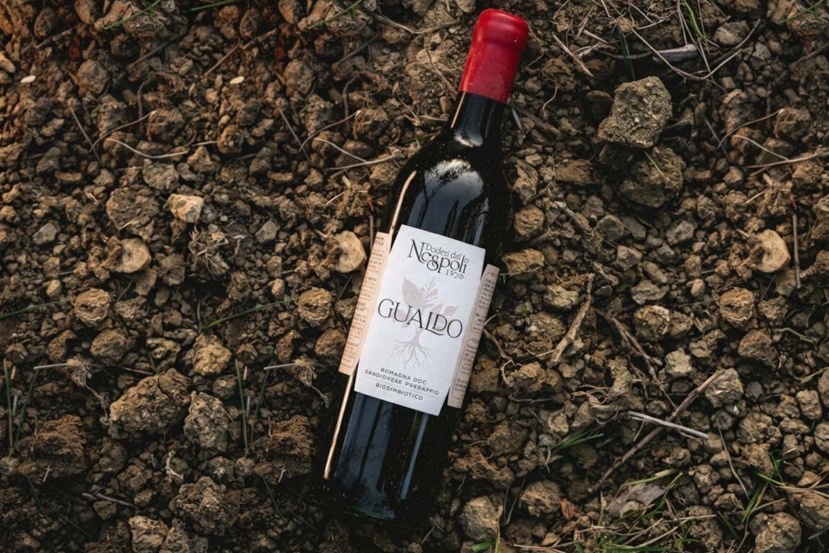 Il Sangiovese biosimbiotico che resiste alla siccità: il modello di Poderi dal Nespoli