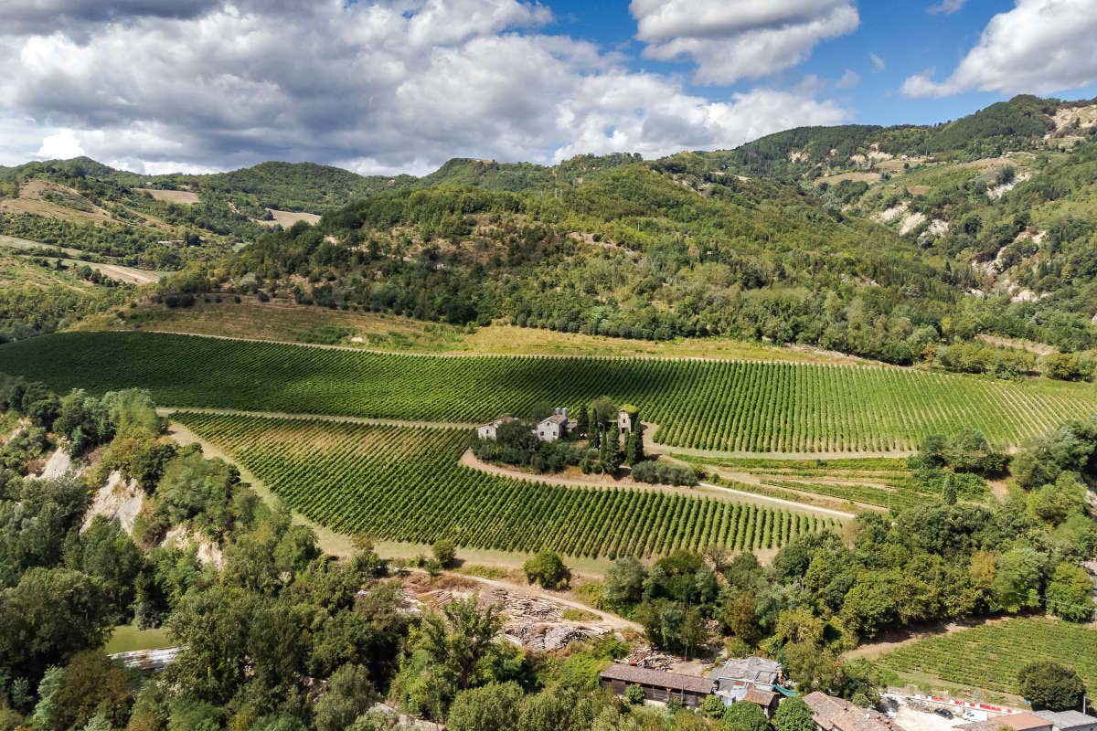 Vini di Romagna: Poderi dal Nespoli rinnova i rossi e presenta due bianchi