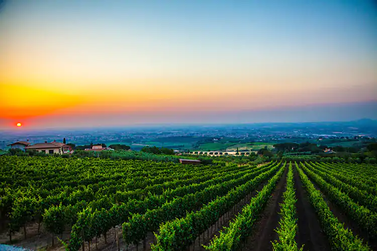 Nella vigna ci sono pi&ugrave; di 200-230 ettari Rossella Macchia tra vino e cibo Una passione maturata negli anni