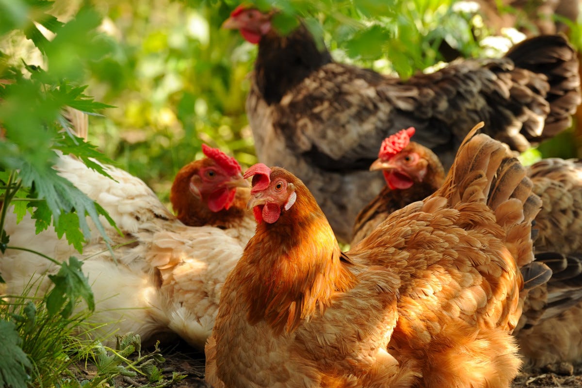 abbattuti più di dieci milioni di polli in Giappone Giappone abbattuti oltre 10 milioni di polli per l'influenza aviaria