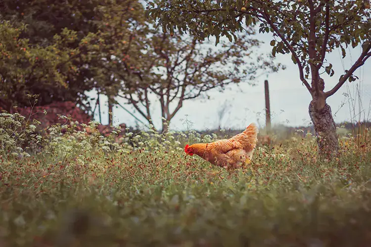 La differenza la fa l'approvvigionamento della materia prima: il pollo ruspante Dal declino alla rivincita, il pollo (ruspante) ritrova la sua centralit&agrave; in cucina