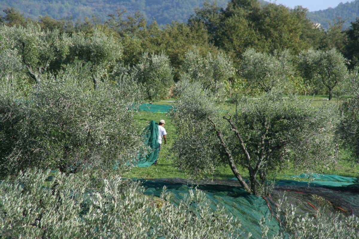 Pomario, la cantina dell'Umbria che non ti aspetti