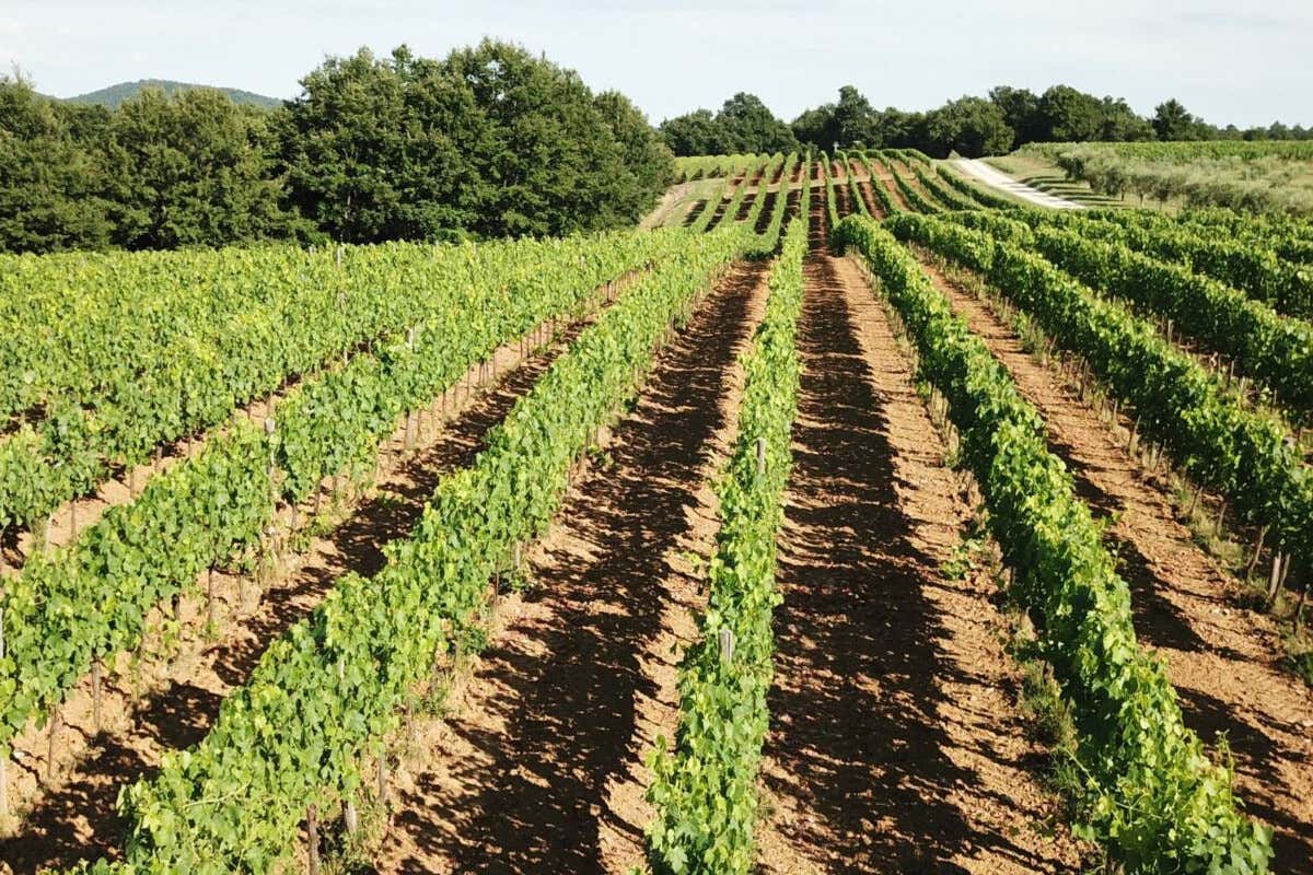 Pomario, la cantina dell'Umbria che non ti aspetti