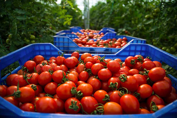 Pomodori - Niente gelata, i prezzi all'ingrosso dell&rsquo;ortofrutta calano ma di poco